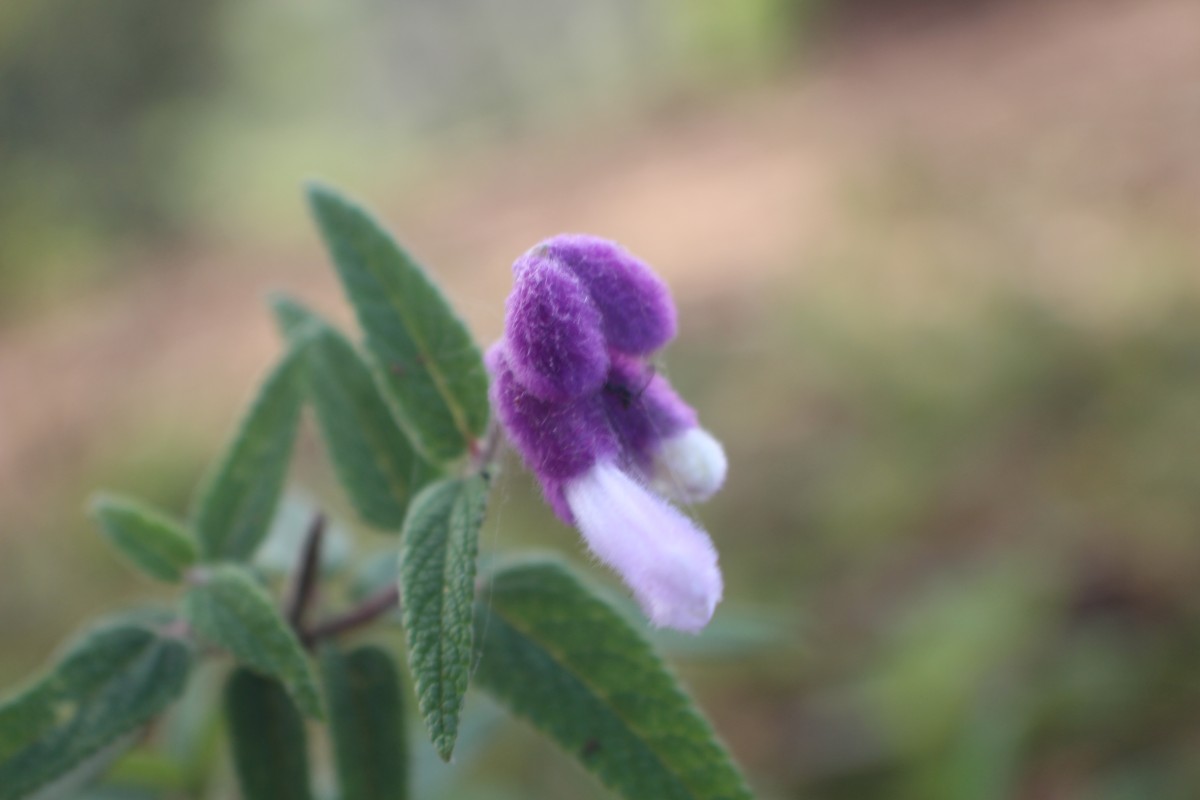 Salvia leucantha Cav.